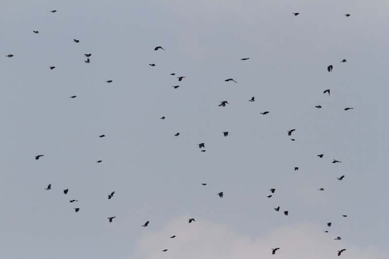 migration zoology division of birds migration zoology division of birds