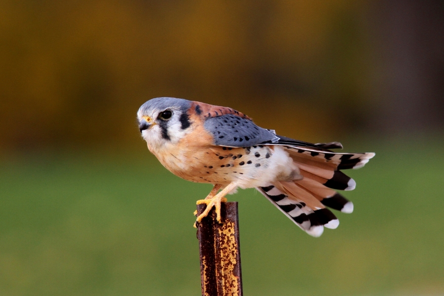 American Kestrel Zoology, Division of Birds