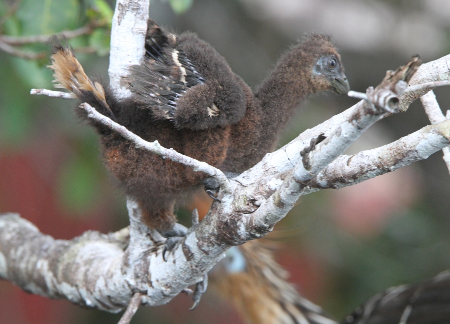 Baby Hoatzin Goldberg.jpg Zoology, Division of Birds