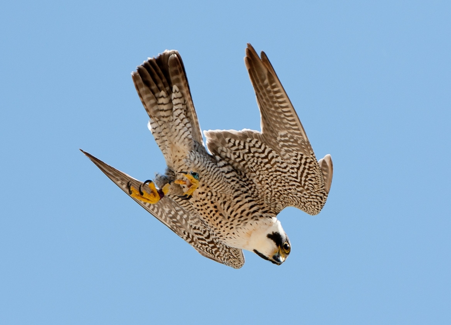 peregrine falcon speed not diving