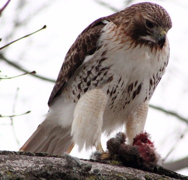 Red-tailed Hawk | Zoology, Division of Birds