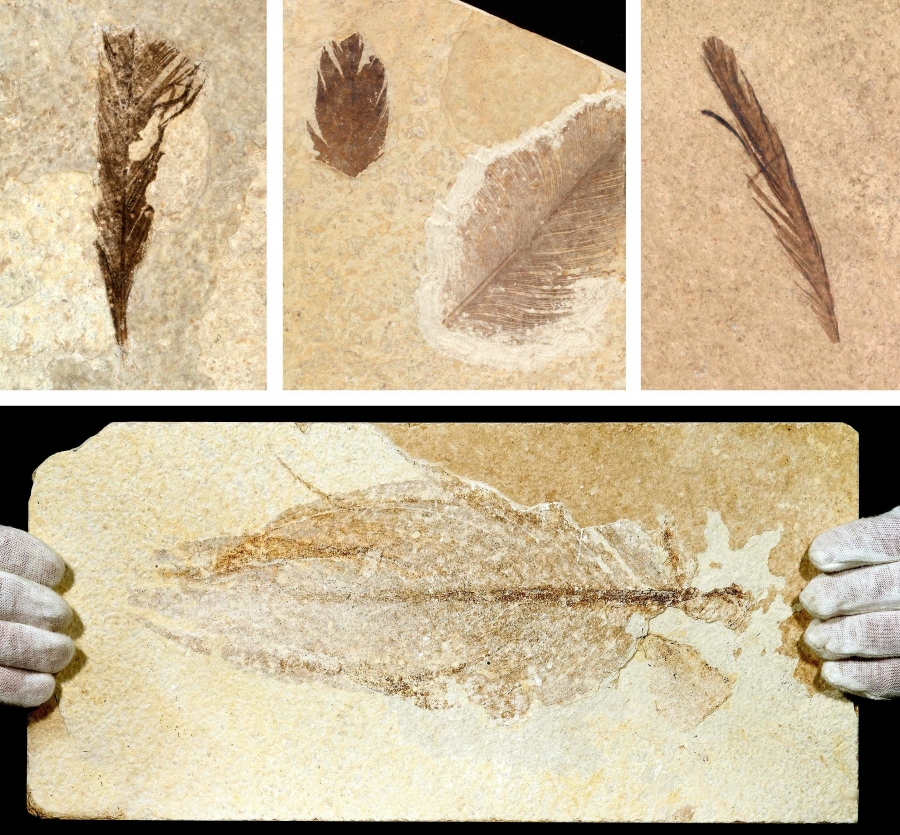 Fossilized Feathers | Zoology, Division of Birds
