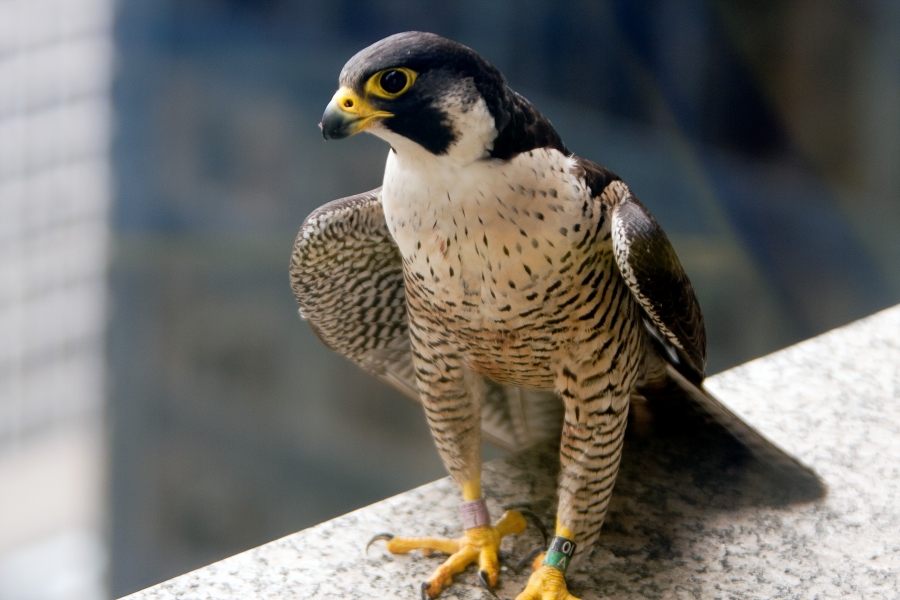 Peregrine Falcon with leg bands Zoology, Division of Birds