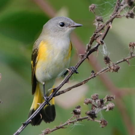 Images from the Exhibits | Zoology, Division of Birds