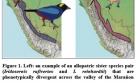 Iridisornis Tanagers and their distributions acrossthe Maranon River Valley