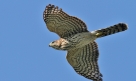 Cooper's Hawk (Accipiter cooperi)