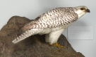 Birds of North America: Hawks and Falcons, Gyrfalcon (Falco rusticllis)