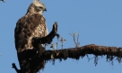 Mountain Hawk Eagle (Nisaetus nipalense)