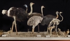 Birds of the World: Ostrich, Rhea, Emu and Allies. Photo by J. Weinstein.