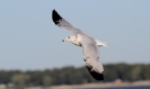 Ring-billed Gull (Larus delewarensis)